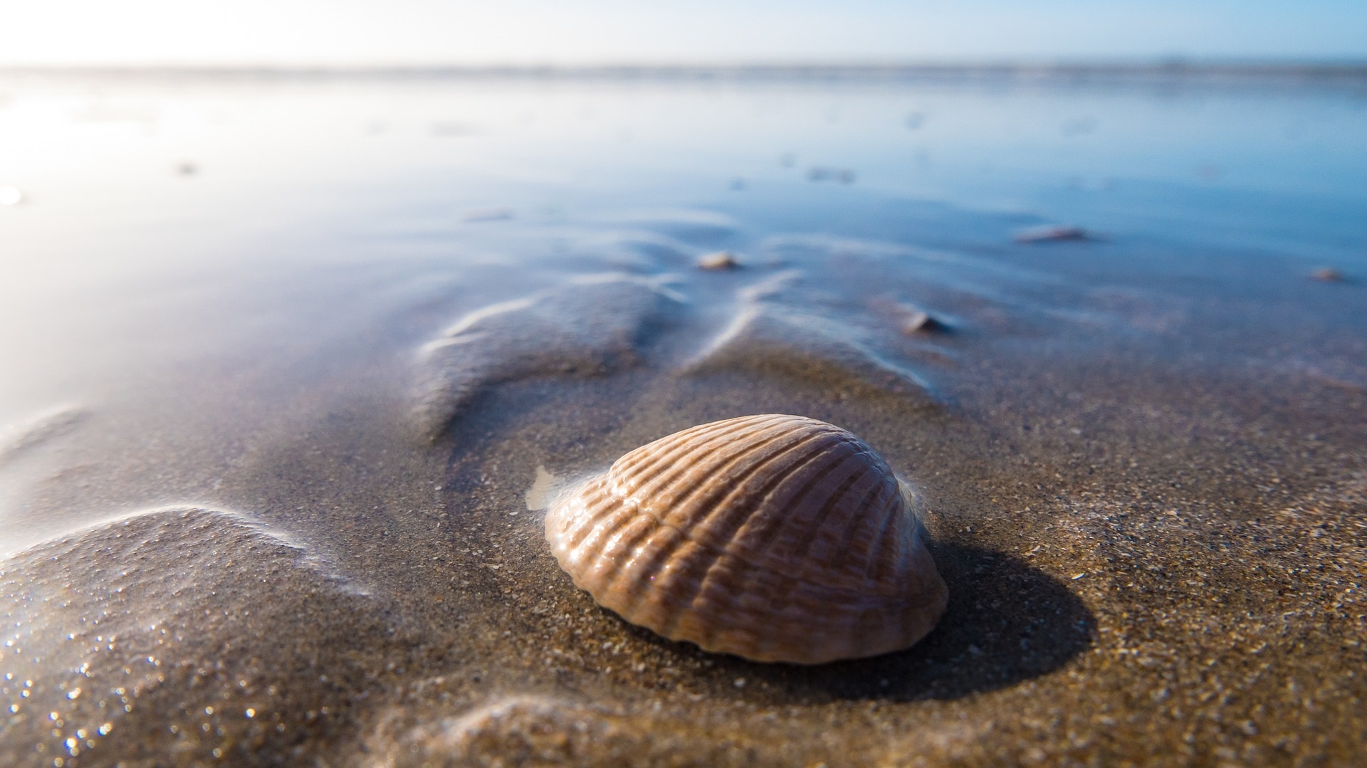 Muschelschale am Sandstrand